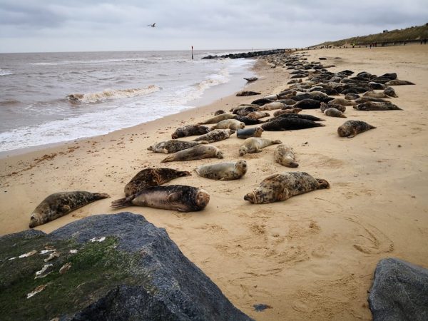 Horsey Beach