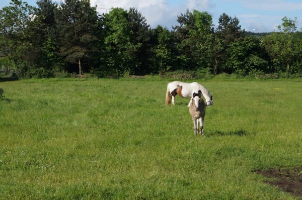 Houston Farm Riding School