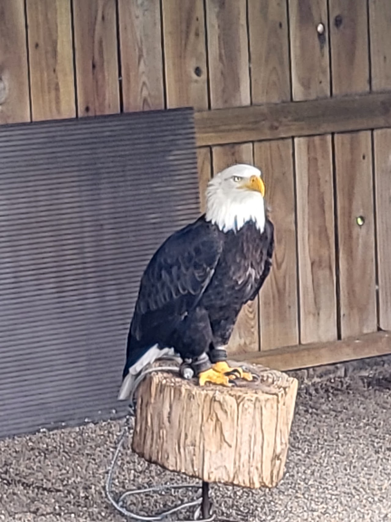 Huntly Falconry Centre