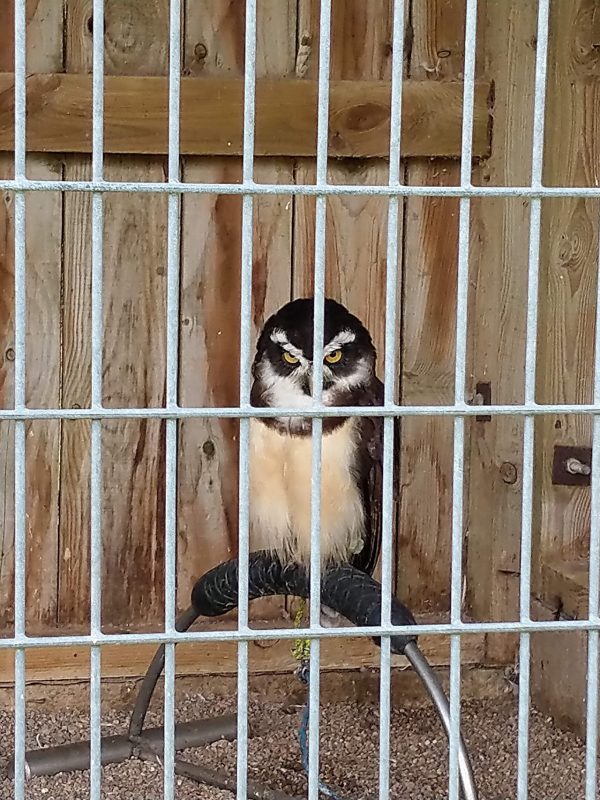 Huntly Falconry Centre
