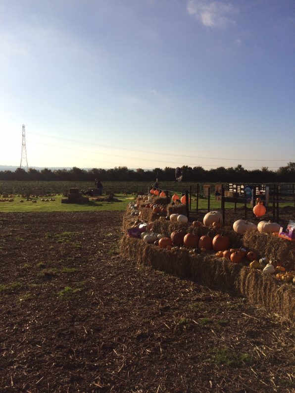 Hurley's Farm Pumpkin Forest