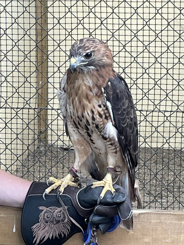 Huxleys Bird of Prey Centre