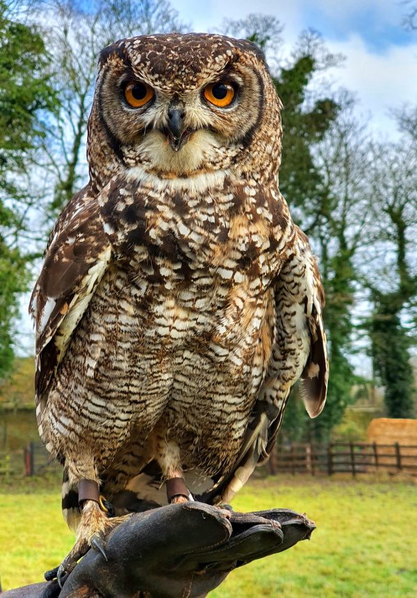 Icarus Falconry