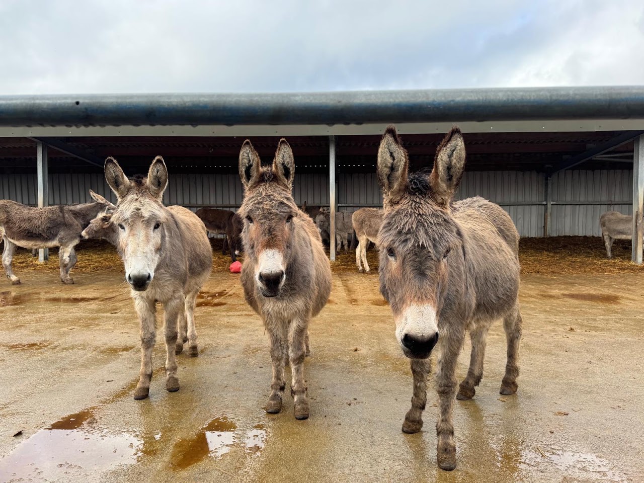 Island Farm Donkey Sanctuary