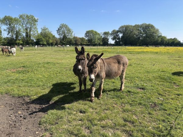 Island Farm Donkey Sanctuary