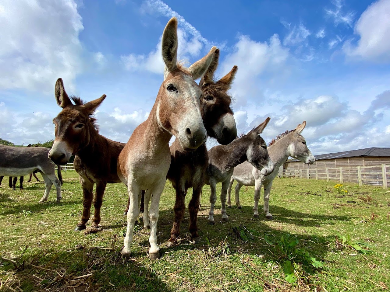 Isle of Wight Donkey Sanctuary