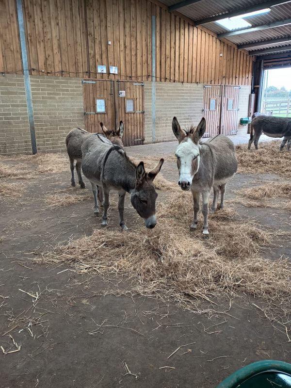 Isle of Wight Donkey Sanctuary