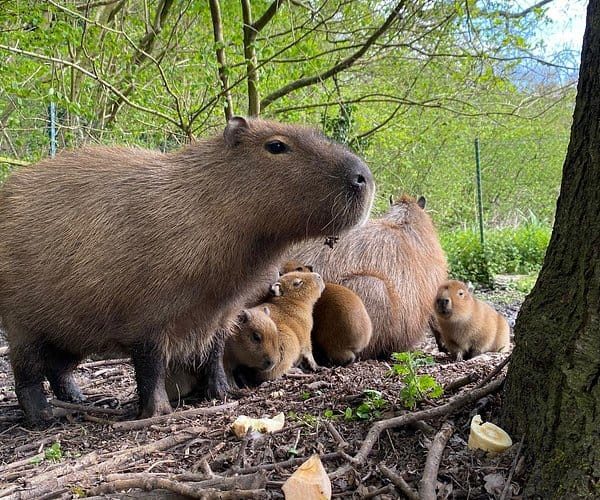 Jimmy's Farm and Wildlife Park