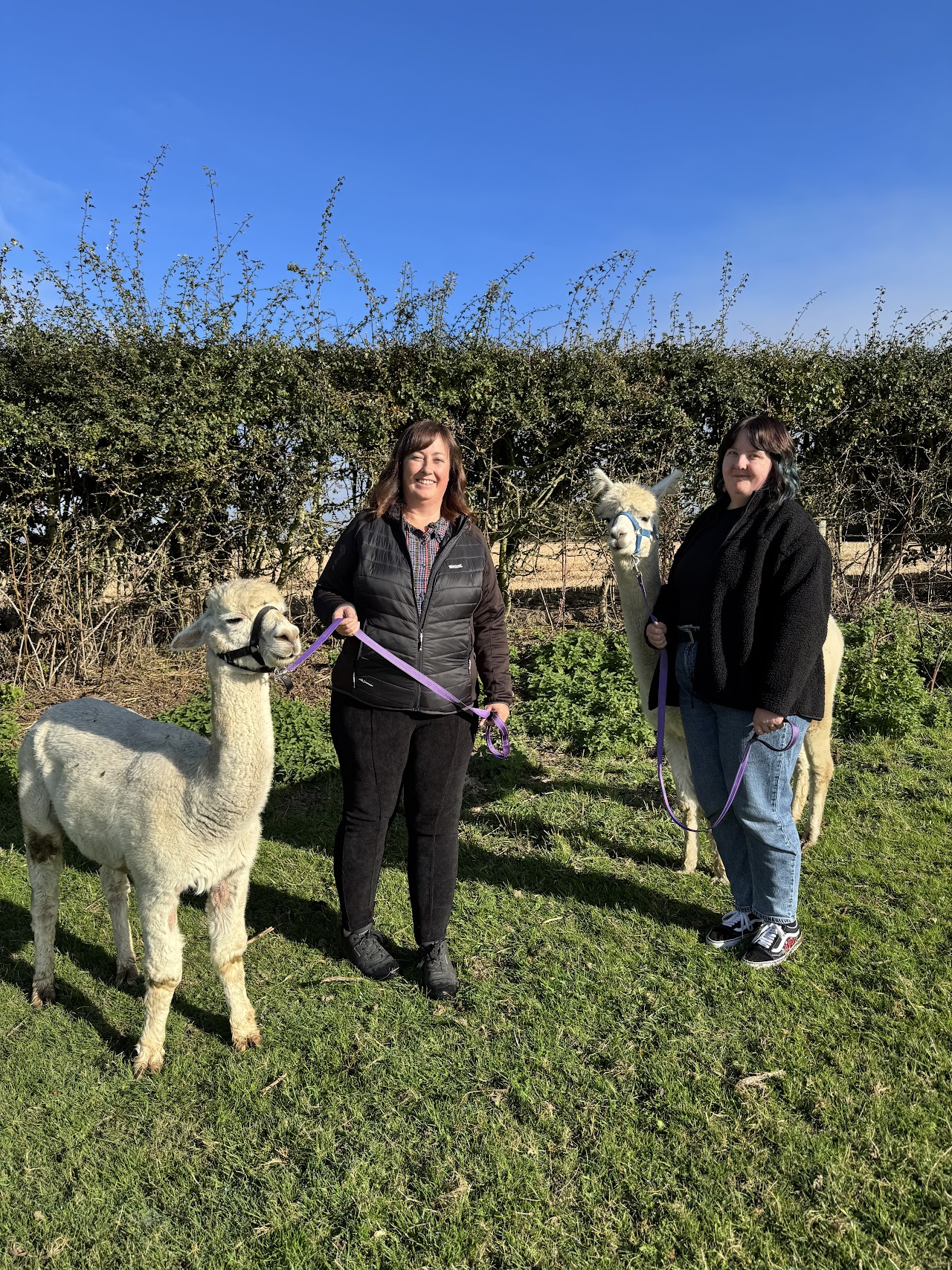 Joe's Alpaca Walks - North Yorkshire