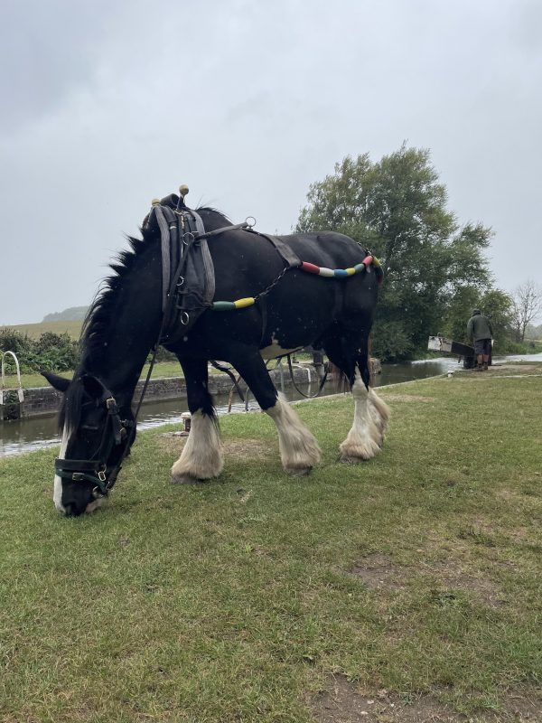 Kennet Horse Boat Company