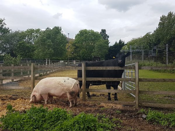 Kentish Town City Farm