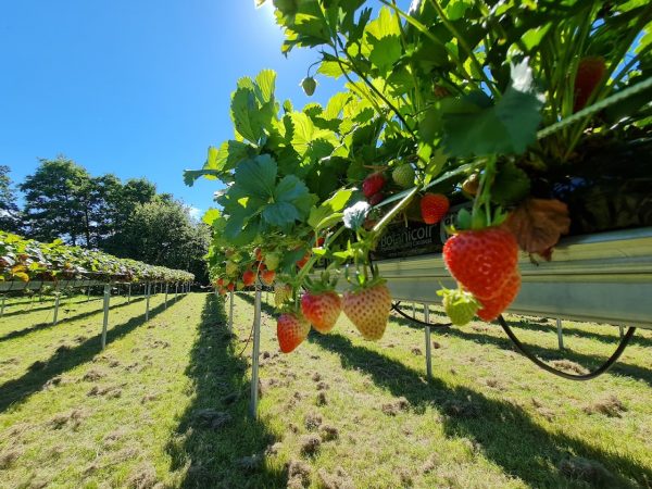 Kenyon Hall Farm