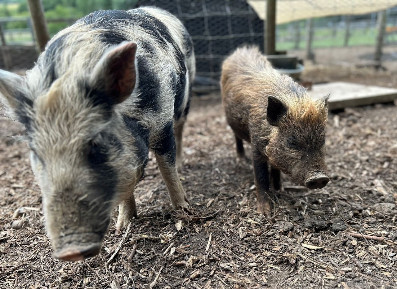 Kew Little Pigs