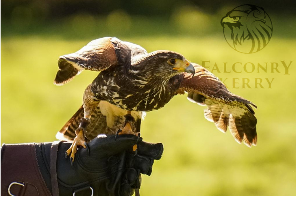 Killarney Falconry