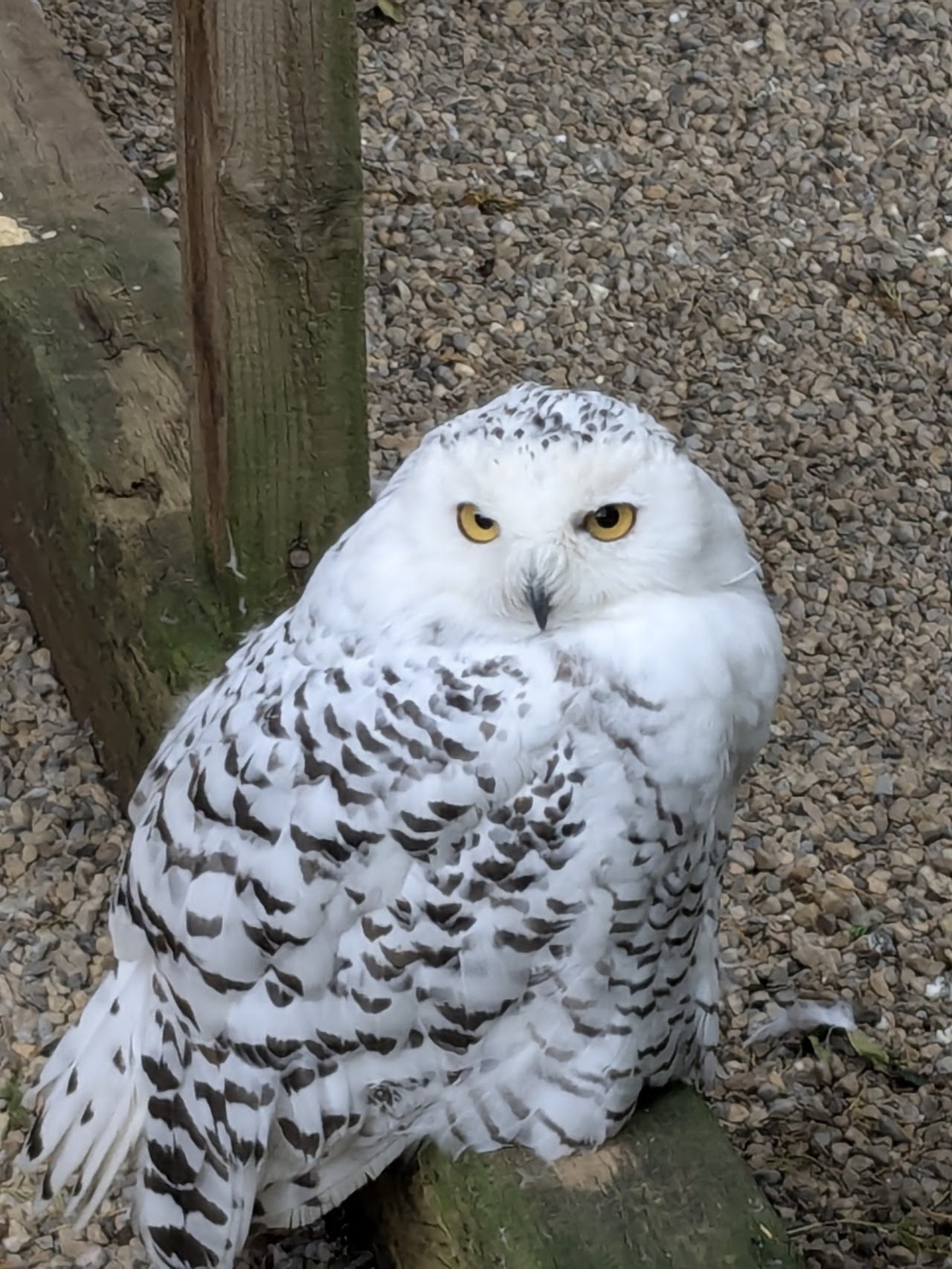 Kirkleatham Owl Centre