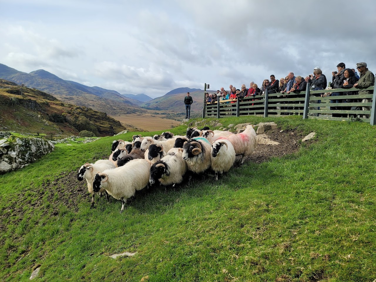 Kissane Sheep Farm