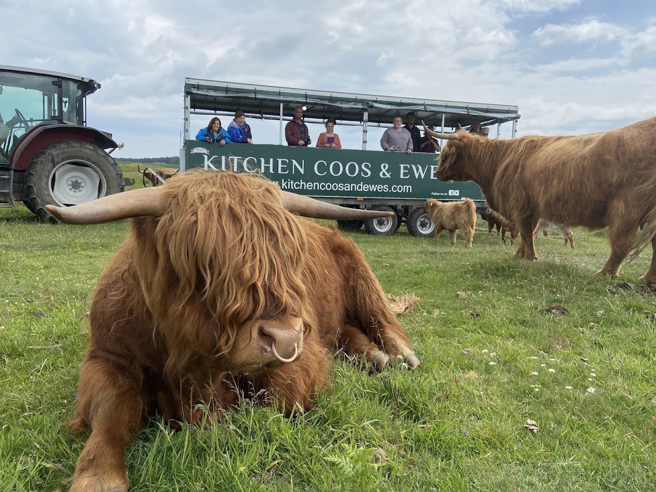 Kitchen Coos & Ewes