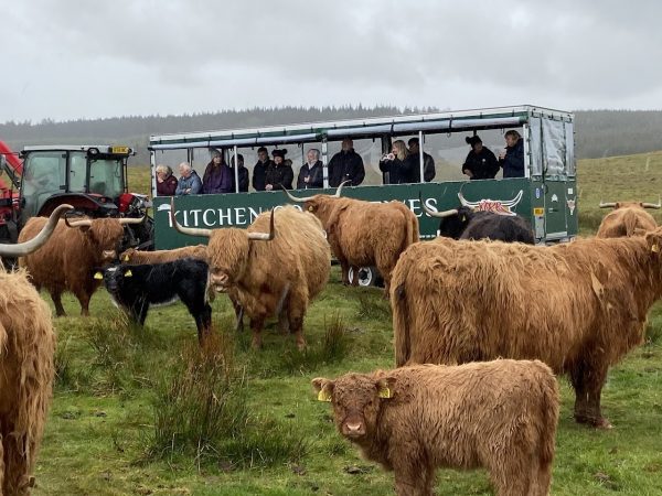 Kitchen Coos & Ewes