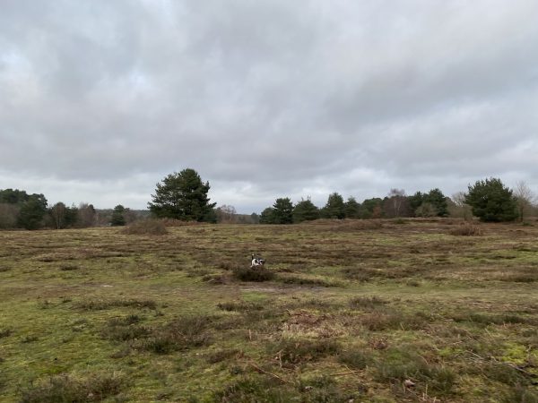 Knettishall Heath Country Park