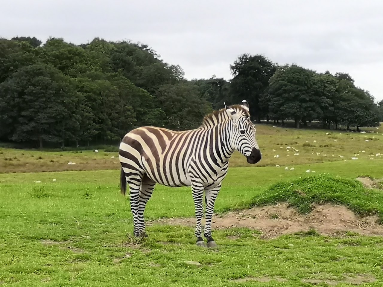 Knowsley Safari Park