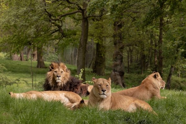 Knowsley Safari Park