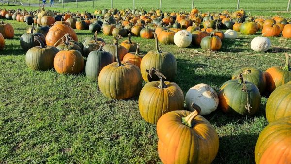 Laganvale Farm Pumpkin Days