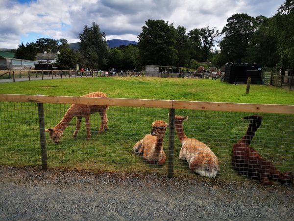 Lake District Wildlife Park