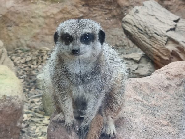 Lakeland Wildlife Oasis