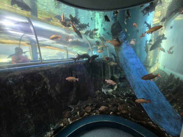 Lakes Aquarium