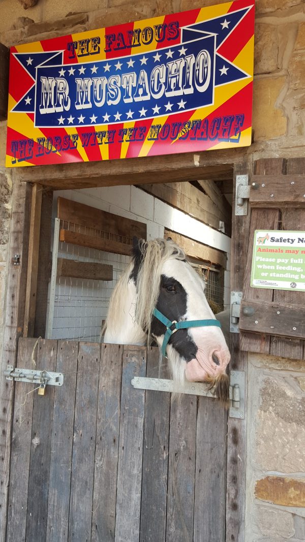 Lancaster Park & Animal Farm