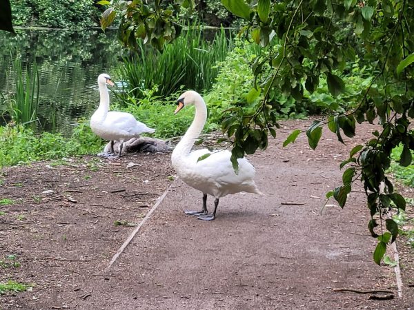Lee Valley Regional Park