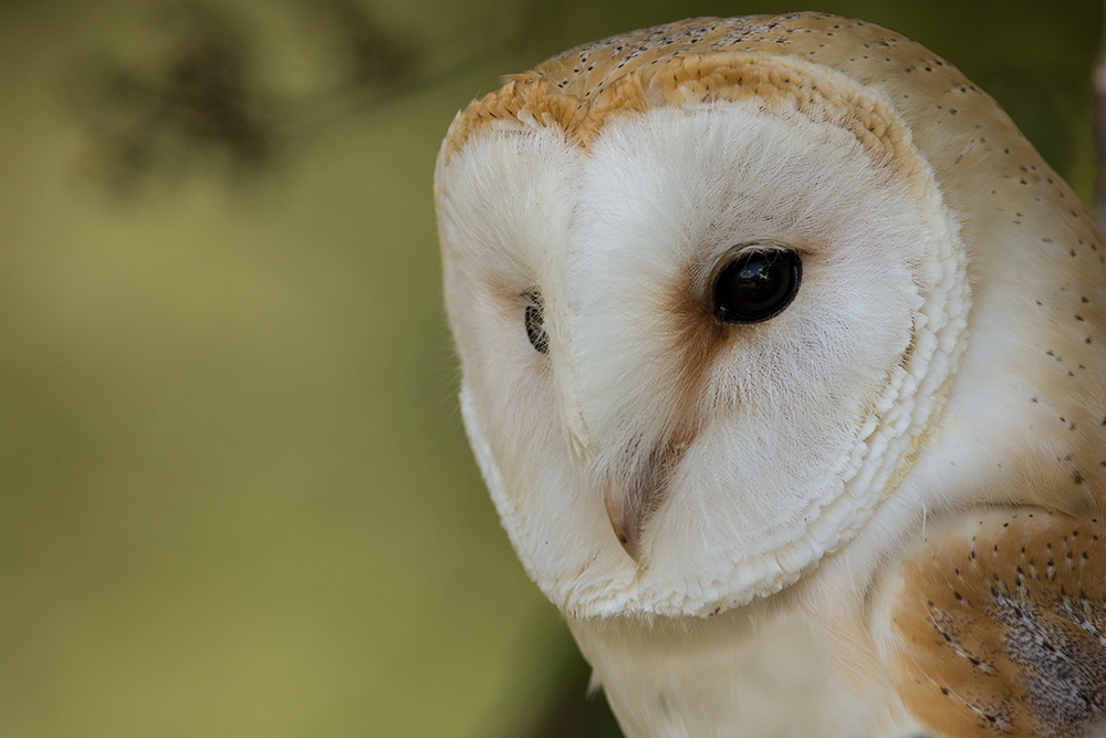 Liberty's Owl, Raptor And Reptile Centre