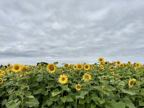 Lichfield Maize Maze
