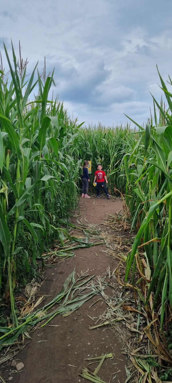 Lichfield Maize Maze