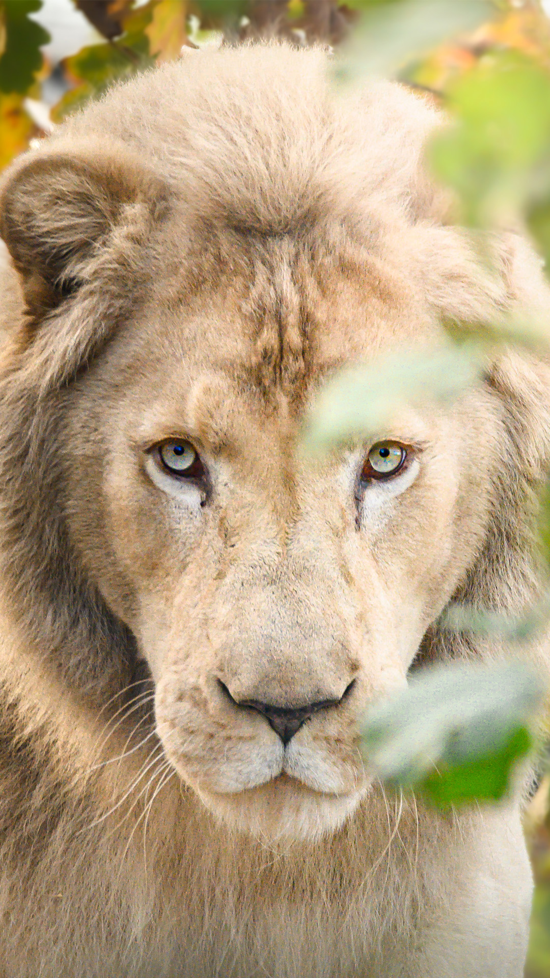 Lincolnshire Wildlife Park