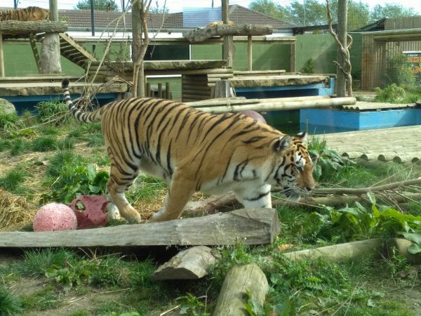 Lincolnshire Wildlife Park