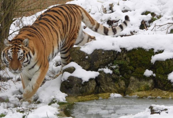 Linton Zoo