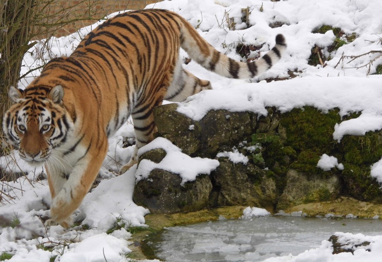 Linton Zoo