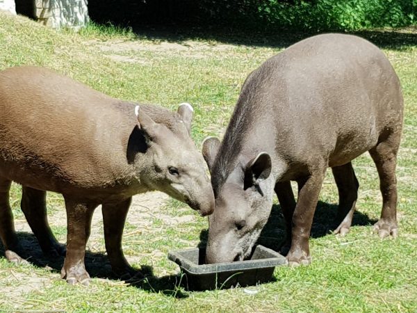 Linton Zoo