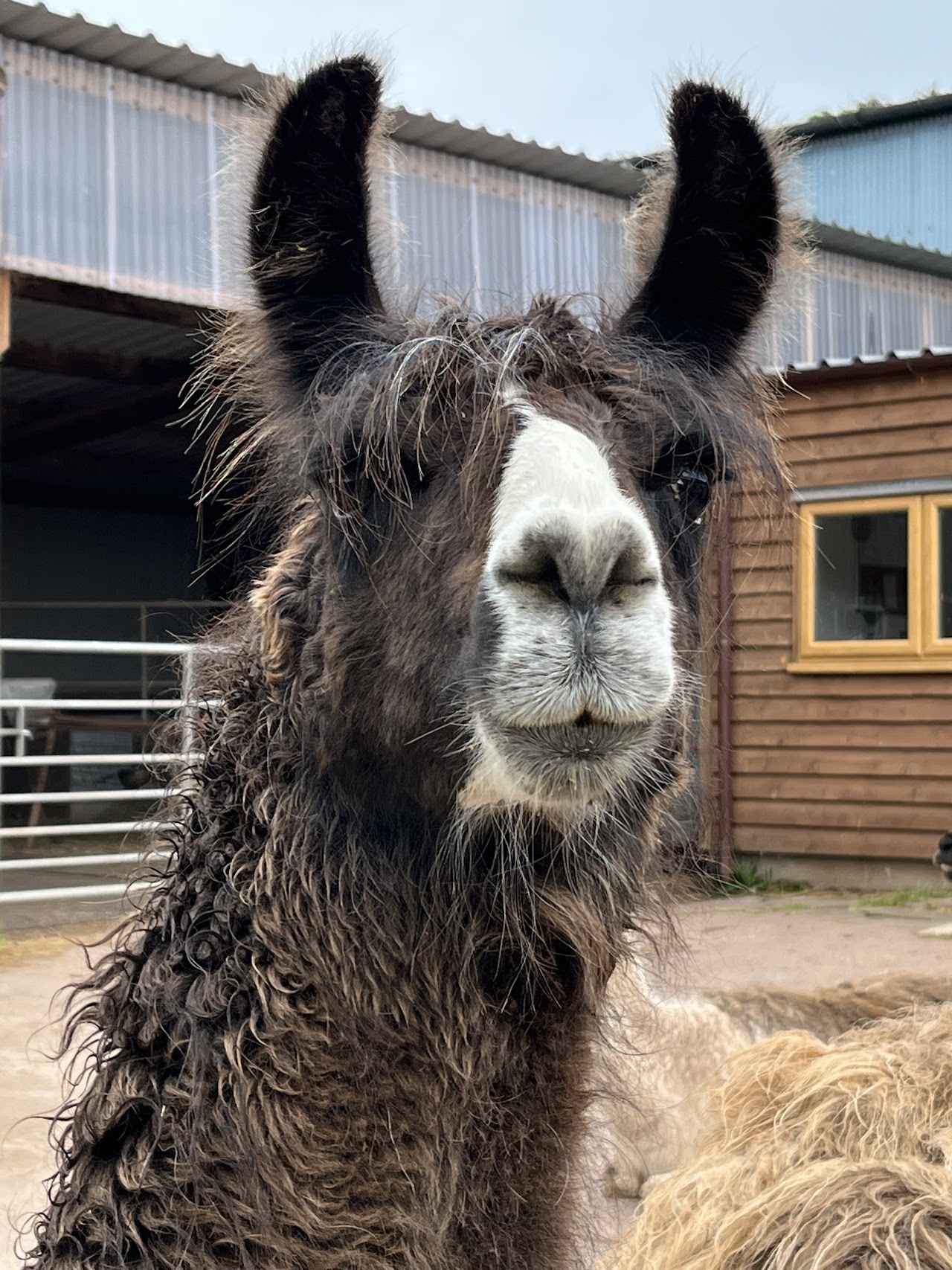 Llama Trekking at Old King Street Farm