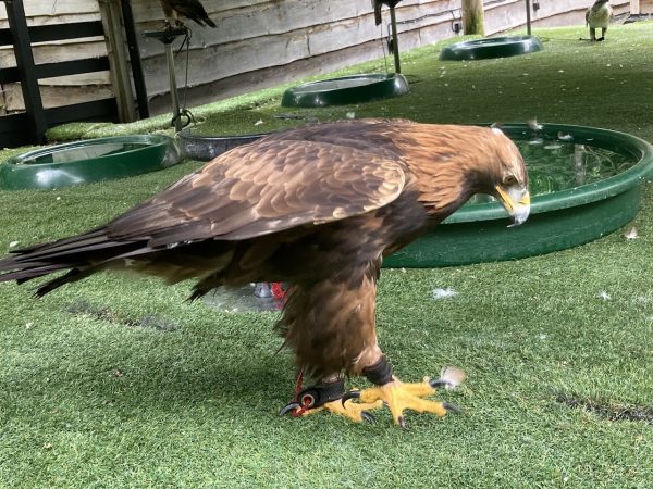 Loch Lomond Bird Of Prey Centre