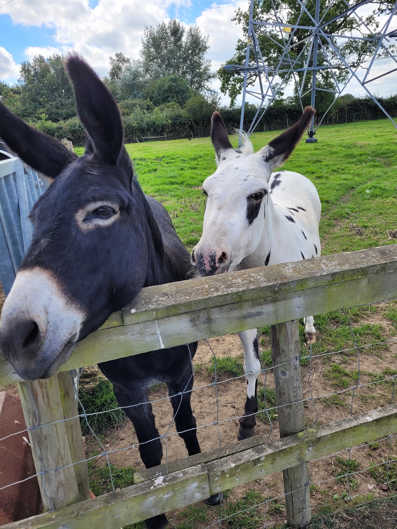Lockey Farm