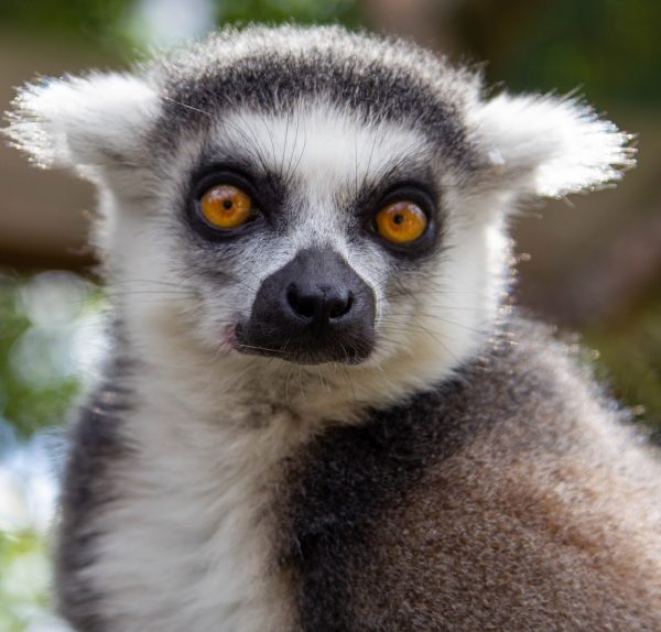 London Zoo