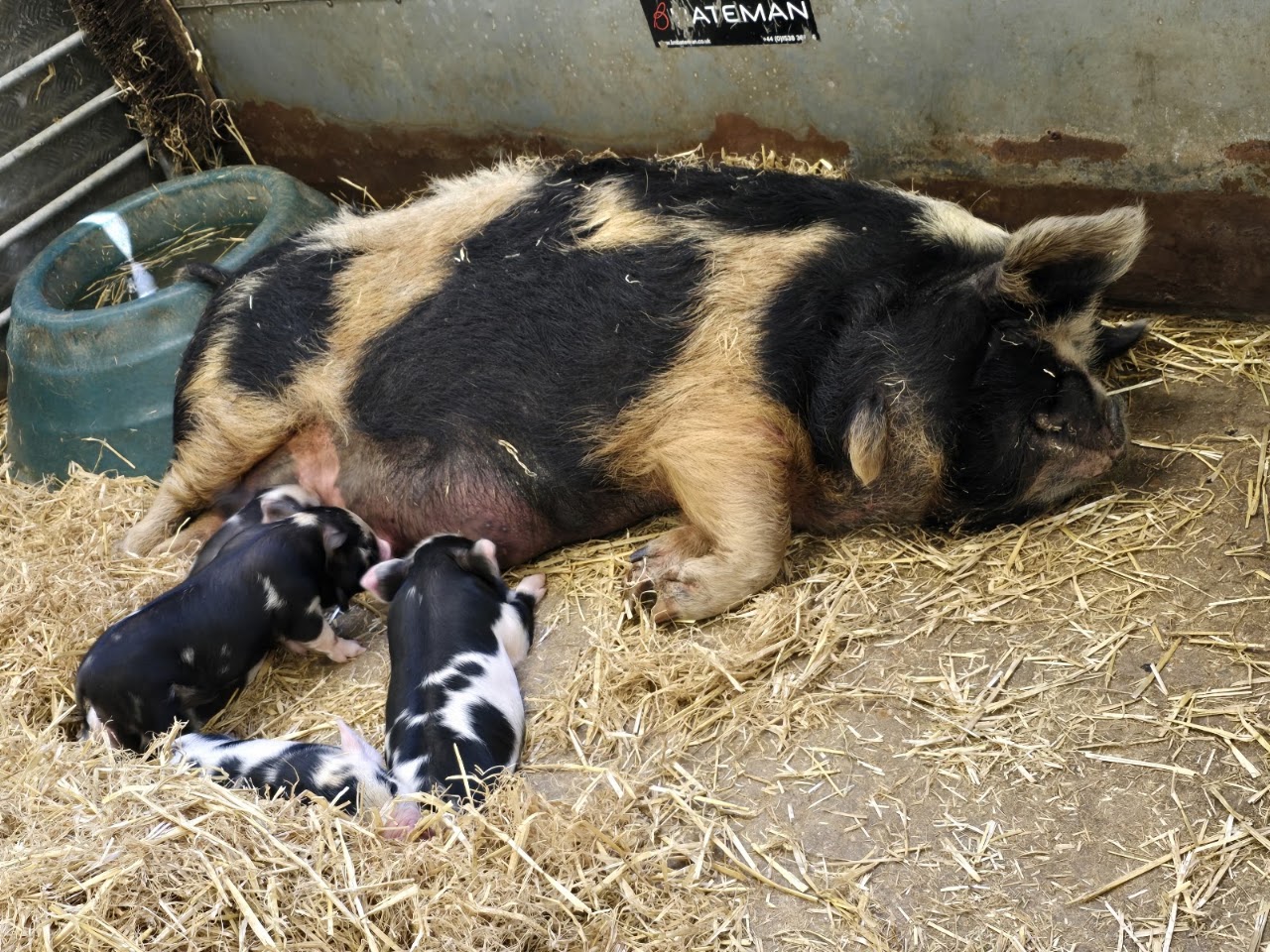 Longdown Activity Farm