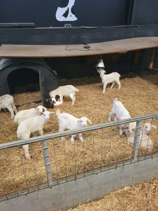 Longdown Activity Farm