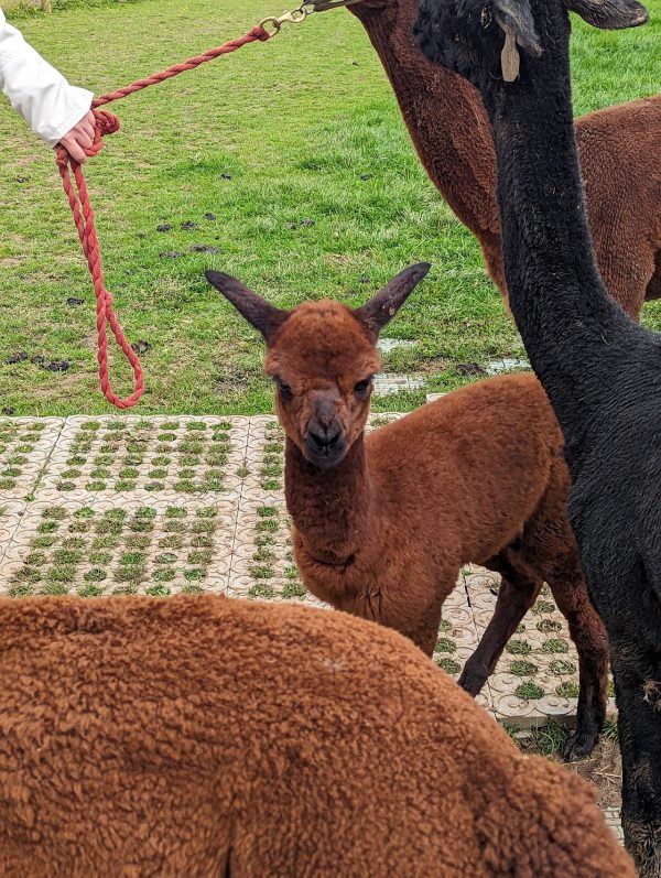 Lucky Tails Alpaca Farm