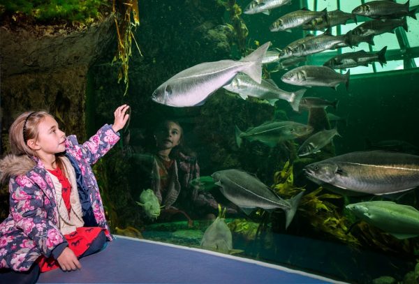 Macduff Marine Aquarium