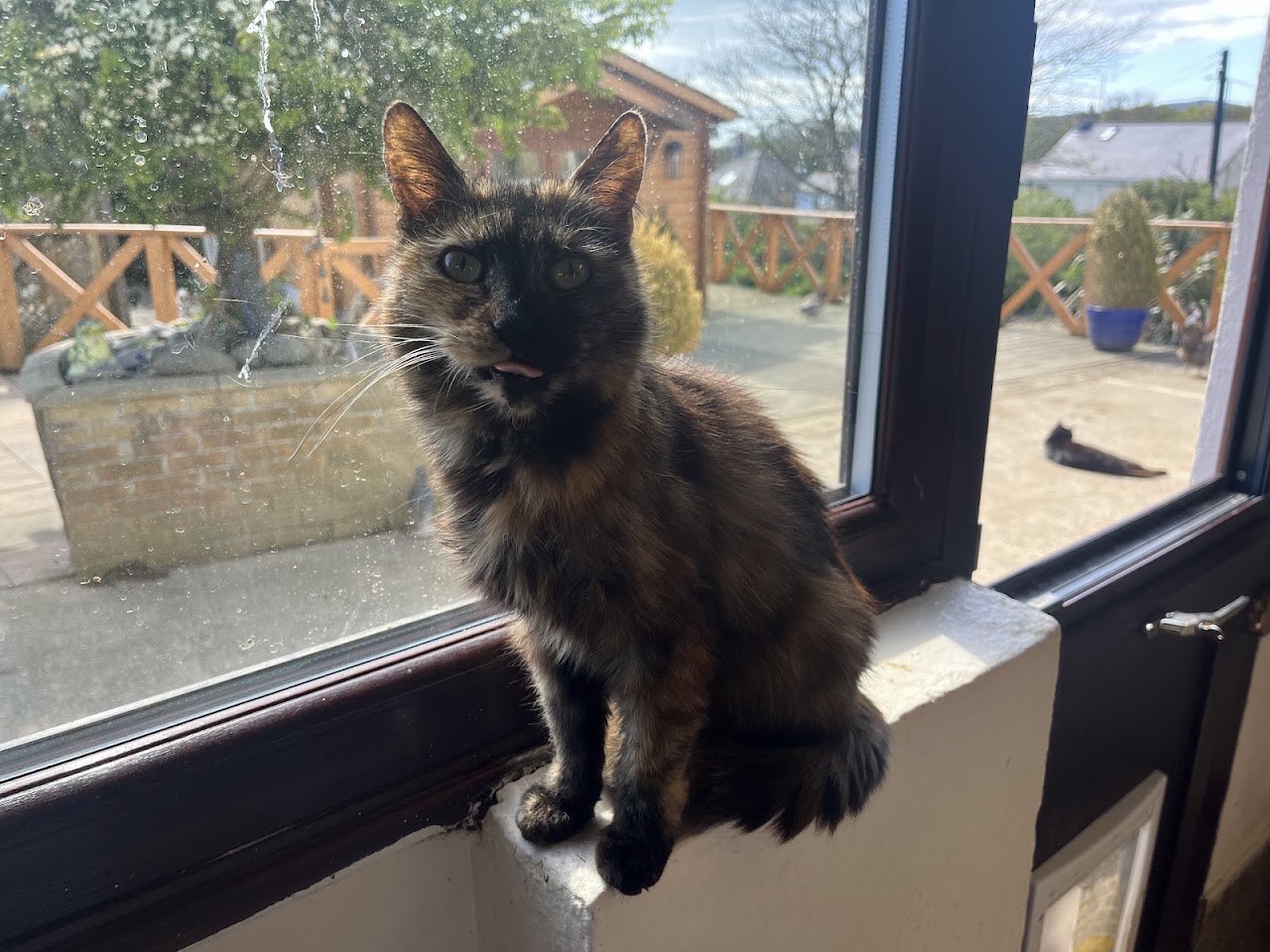 Mann Cat Sanctuary