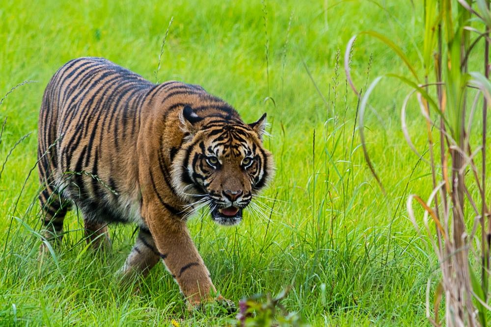 Manor Wildlife Park