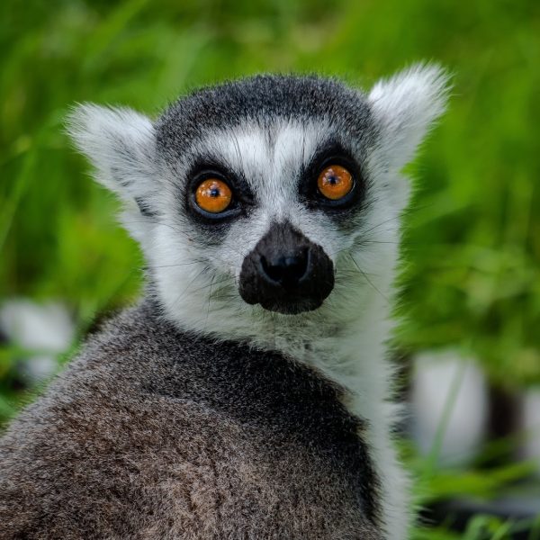 Manor Wildlife Park